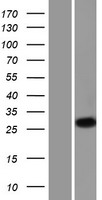 Kallikrein 2 (KLK2) Human Over-expression Lysates NM_005551