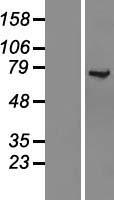KLC1 Human Over-expression Lysates NM_005552