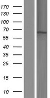 KLC1 Human Over-expression Lysates NM_182923