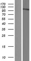 KPNB1 Human Over-expression Lysates NM_002265