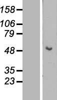 ls003866 cytokeratin 15 krt15 human over expression lysates nm 002275 wb testing 1