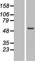 ls003875 cytokeratin 18 krt18 human over expression lysates nm 199187 wb testing 2