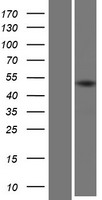 KRTHA2 (KRT32) Human Over-expression Lysates NM_002278