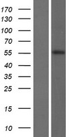 KRT82 Human Over-expression Lysates NM_033033