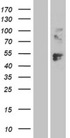 Lymphocyte Activation Gene 3 (LAG3) Human Over-expression Lysates NM_002286