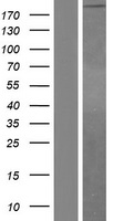 ls003910 laminin alpha 4 lama4 human over expression lysates nm 001105206 wb testing 1