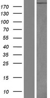 ls003910 laminin alpha 4 lama4 human over expression lysates nm 002290 wb testing 2