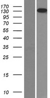 ls003914 laminin 5 lamb3 human over expression lysates nm 000228 wb testing 1