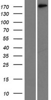 Laminin gamma 1 (LAMC1) Human Over-expression Lysates NM_002293