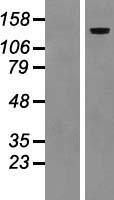 LAMC2 Human Over-expression Lysates NM_005562