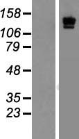 LAMC2 Human Over-expression Lysates NM_018891