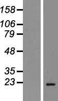Stathmin 1 (STMN1) Human Over-expression Lysates NM_203401
