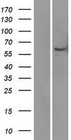 LBP Human Over-expression Lysates NM_004139