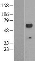 LCK Human Over-expression Lysates NM_001042771