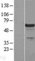 SLP76 (LCP2) Human Over-expression Lysates NM_005565