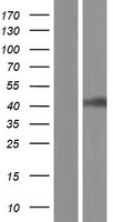 LDHA Human Over-expression Lysates NM_001165414