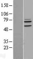 ls003954 letm1 human over expression lysates nm 012318 wb testing 1
