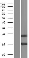 Galectin 7 (LGALS7) Human Over-expression Lysates NM_002307
