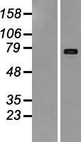 ls003977 lifr human over expression lysates nm 002310 wb testing 2