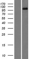 ls003980 dna ligase iii lig3 human over expression lysates nm 013975 wb testing 1