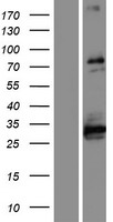 ls003983 ablim1 human over expression lysates nm 002313 wb testing 1