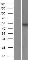 ls003983 ablim1 human over expression lysates nm 006720 wb testing 2