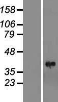 ls003987 lims1 human over expression lysates nm 004987 wb testing 4