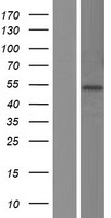 ls003995 fads3 human over expression lysates nm 021727 wb testing 1