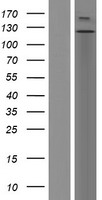 ls003996 llgl1 human over expression lysates nm 004140 wb testing 1