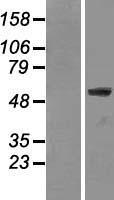 Lamin A (LMNA) Human Over-expression Lysates NM_005572