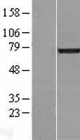 Lamin A (LMNA) Human Over-expression Lysates NM_170707