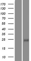 ls004005 lmo2 human over expression lysates nm 005574 wb testing 2