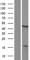 LMX1A Human Over-expression Lysates NM_001174069