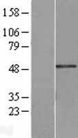 Breast cancer suppressor candidate 1 (VWA5A) Human Over-expression Lysates NM_198315