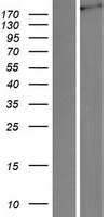 ls004038 lrp4 human over expression lysates nm 002334 wb testing 1