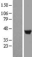 LSP1 Human Over-expression Lysates NM_002339