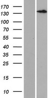 ls004054 ltbp3 human over expression lysates nm 001130144 wb testing 1