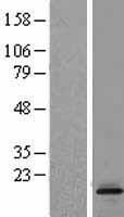 ls004056 ltc4s human over expression lysates nm 145867 wb testing 1