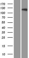 LTK Human Over-expression Lysates NM_002344