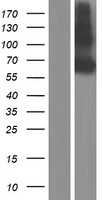 CD239 (BCAM) Human Over-expression Lysates NM_001013257