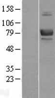 CD239 (BCAM) Human Over-expression Lysates NM_005581