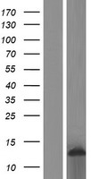 ls004061 ly6e human over expression lysates nm 001127213 wb testing 1