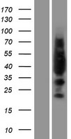 LYL1 Human Over-expression Lysates NM_005583