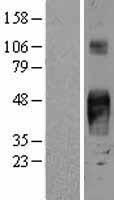 ls004070 tacd2 tacstd2 human over expression lysates nm 002353 wb testing 1