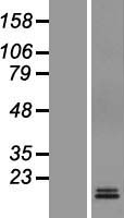M6PR Human Over-expression Lysates NM_002355