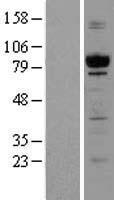 GPIP137 (CAPRIN1) Human Over-expression Lysates NM_005898