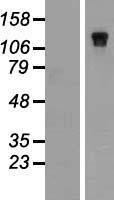 NBR1 Human Over-expression Lysates NM_031858