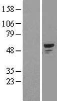 SMAD1 Human Over-expression Lysates NM_005900