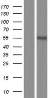 SMAD2 Human Over-expression Lysates NM_001135937
