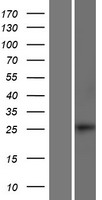 ls004091 smad6 human over expression lysates nm 001142861 wb testing 1